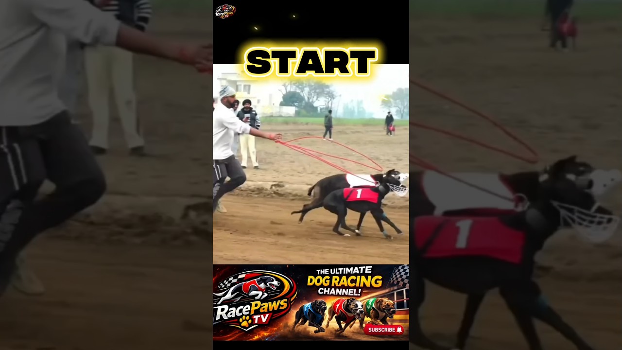 Greyhound race 🔥🟥 
