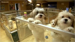 Bill introduced in Colorado looks to crack down on puppy mills