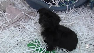 Bloomington’s ban on the retail sale of cats, dogs goes into effect on Jan. 1