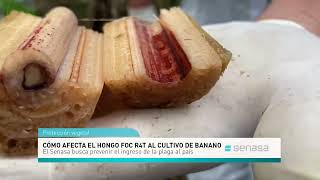 Características del FOC R4T que afecta al banano