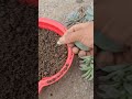 reproducción de suculenta Graptopetalum Paraguayense #suculentas #plantas #tips #jhosponce