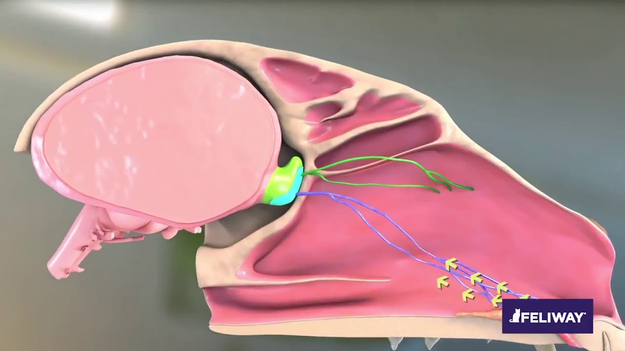 COMO FUNCIONA FELIWAY