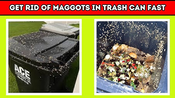 How To Instantly Kill Maggots in Your Garbage Can