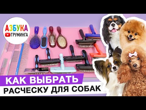 Расчески для собак, какую выбрать для ухода за шерстью