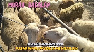 11 Dapat 2 Ekor  Harga Domba Pasar Warujayeng berpetualang75