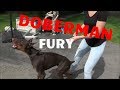 DOBERMAN FURY - SAFECALM DOG TRAINING COLLARS - BIG CHUCK MCBRIDE DOBERMAN FURY - SAFECALM DOG TRAINING COLLARS - BIG CHUCK MCBRIDE