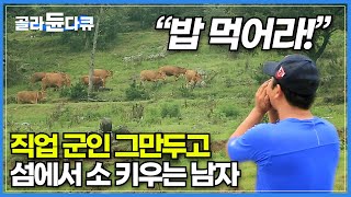 밥 먹으라는 말에 강아지 마냥 신나서 산에서 내려오는 소들│40년 차 목동이 소를 다루는 진귀한 풍경│섬에서 소를 키우는 남자│한국기행│#골라듄다큐