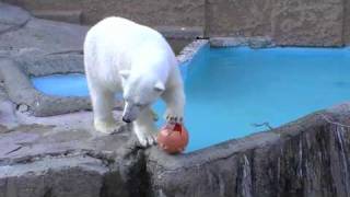 今日のピリカ