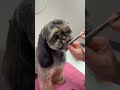 Unboxing the cutest Yorkie Pug Baby: A Purr-fect Adventure