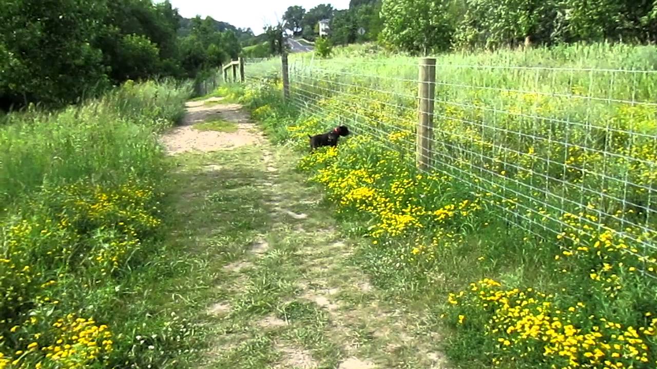 The world's most beautiful dog parks (Part 2)