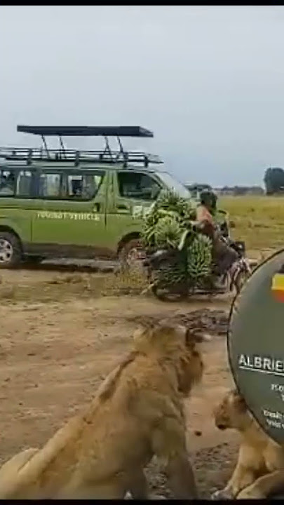 Masai in Kenya, fear nothing. Not even lions.