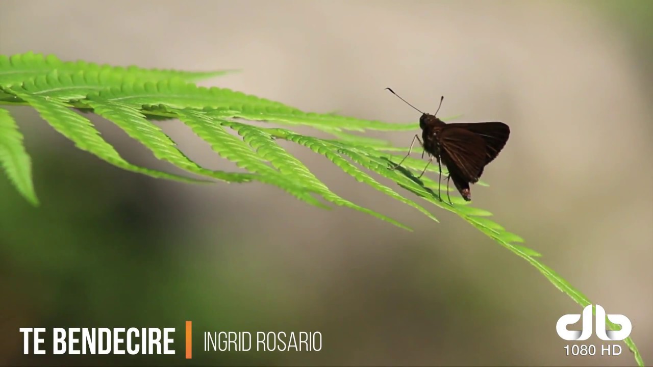Musica cristiana con paisajes naturales HD Ingrid Rosario