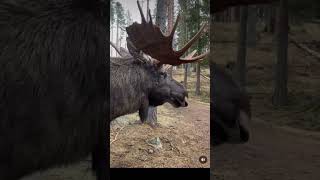 smooth operator 🫎 #animals #forest #moose #mooseshorts #funnyanimals