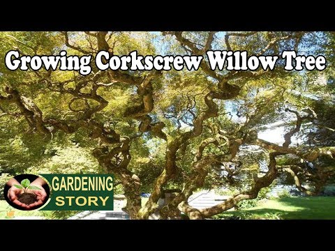 Video: Di mana Anda tidak boleh menanam pohon willow yang menangis?