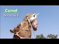 Sounds of Camel  || Voice of Camel || Camel of Thar Desert || Camel Mating Season || Camel Breeding