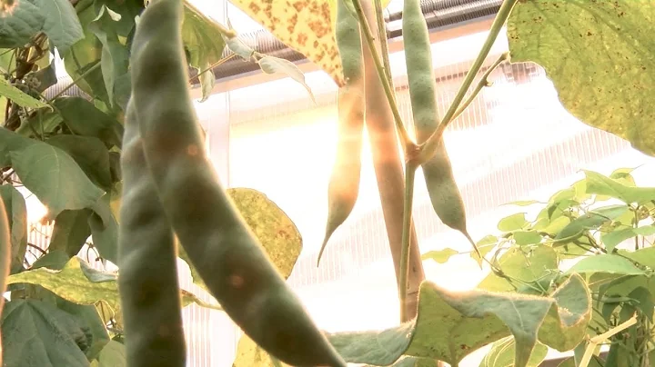 AgweekTV: Dry Bean Tour - NDSU