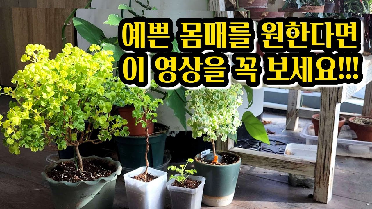[4K] 제라늄 외목대 수형 1년간의 성장기 그리고 11월 외목대 제라늄 관리 포인트만 쏙쏙~ #외목대수형 #제라늄 #pelargonium #CrispumVariegatum