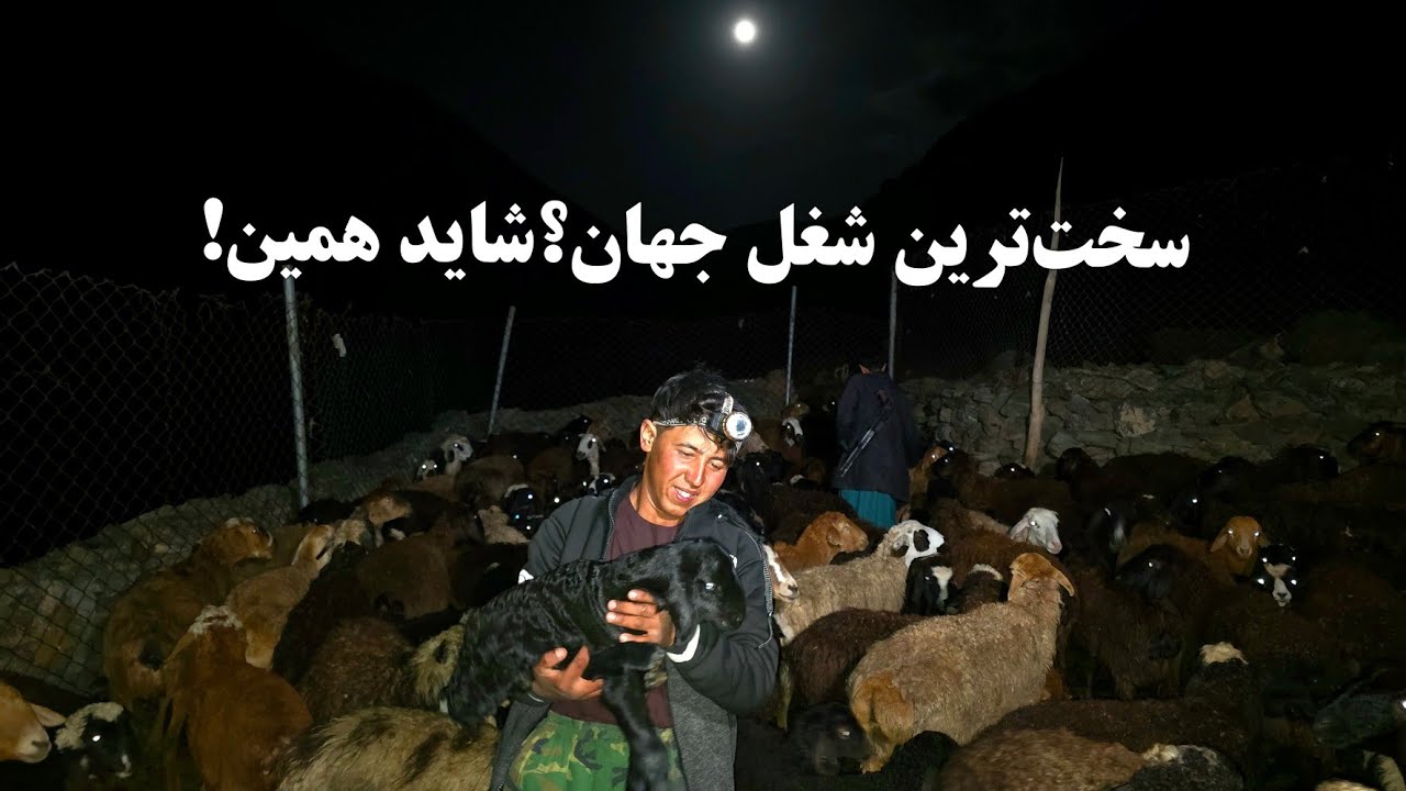 چوپان چگونه غافلگیر شد؟ چطور اجازه آمدن به شهر فراهم شد؟.