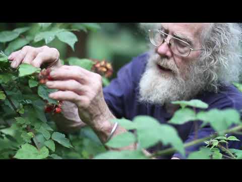 Video: Yog rubus phoenicolasius noj tau?