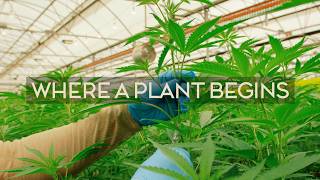 From a Single Cutting: Cloning Our Byron Bay Cannabis Genetics
