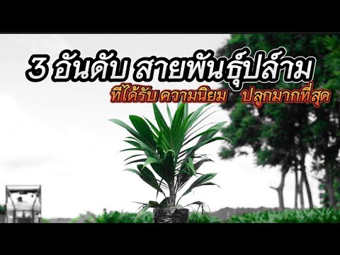 Top 3 Most Popular Palm Tree Species: What are they? Let's take a look.