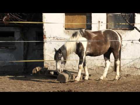 Video: Vredy Rohovky U Koní