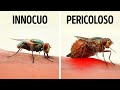 Oltre 100 Fatti Sugli Animali Curi e Affascinanti Che Ti Faranno Riflettere