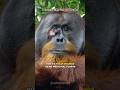 Orangutan Treats Its Own Wound With Medicinal Plants