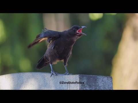 Baby Crow Talking Therapy