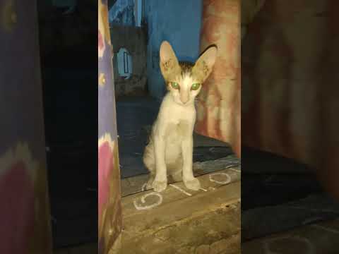 #Bengal cat was