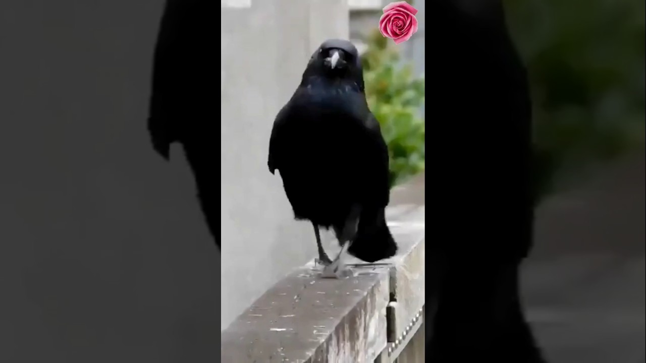 Favourite Food of Crow 😋 By Wild Adventures