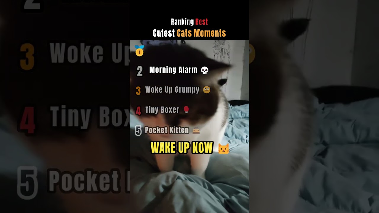 Ranking Cutest Cats Moments… #1 Is Unreal 😹