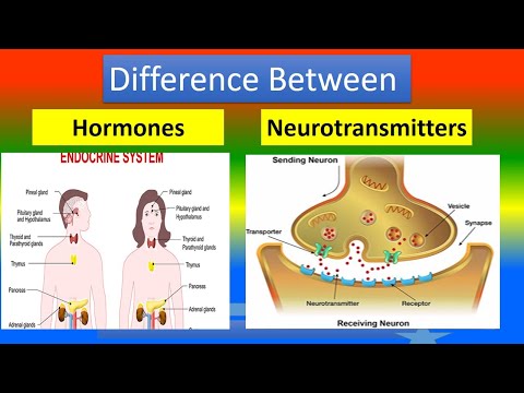 हार्मोन्स आणि न्यूरोट्रांसमीटरमधील फरक
