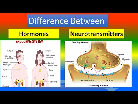హార్మోన్లు మరియు న్యూరోట్రాన్స్మిటర్ల మధ్య వ్యత్యాసం