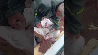 Gürsel Reis Trofe Minekop Ve Fener Avı. Allah Bereket Versin. Balıkçıların Yuzu Güldü.