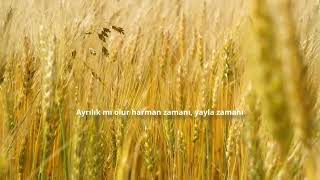 Harmana Serdiler Sarı Samanı - Morturna Ürkü