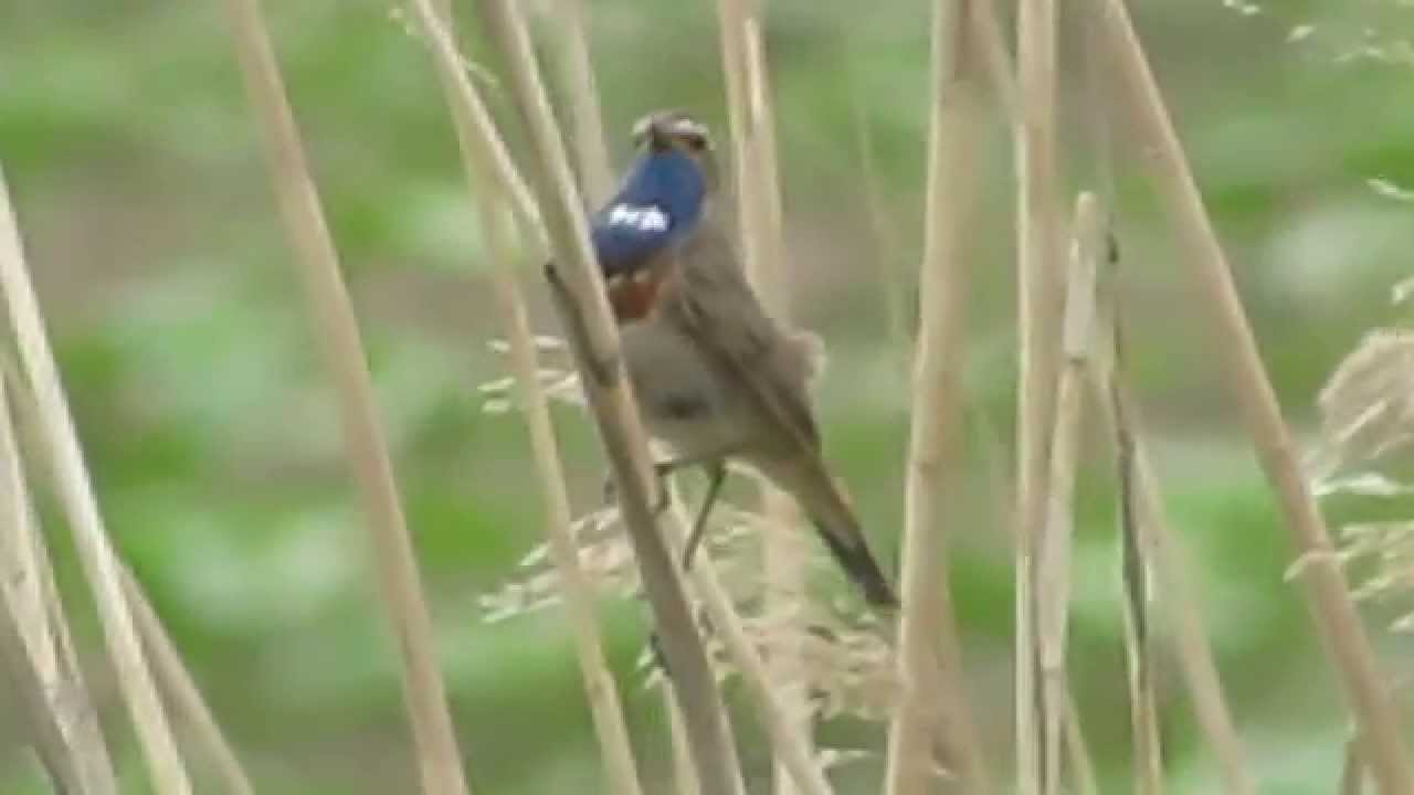Bluethroat (Luscinia svecia cyanecula)