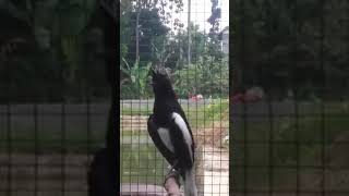 Download Lagu Masteran kacer konslet MP3