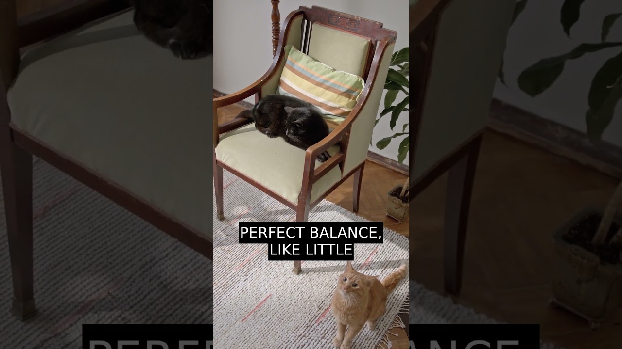 Watch These Cats Defy Gravity With INSANE Jumping Skills
