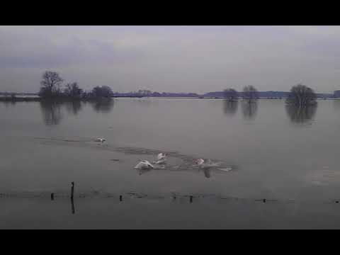 Zwanen hoogwater Beuningen