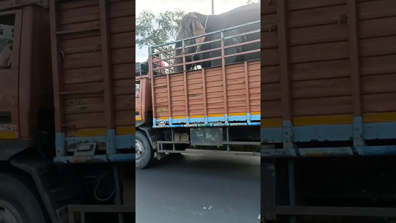 Transported An Elephant In Truck