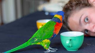 A Rainbow Lorikeet Called 'NEMO'