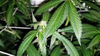 Buds, RDWC produces so strong. Flower end of week 2 start of 3