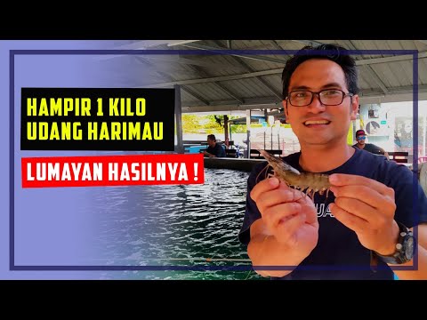 Kolam Udang Harimau Padang Serai