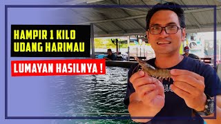 Hasil 2 Jam Memancing, Dapat Hampir 1 Kilogram Udang Harimau !