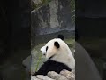 🐼Rare footage of giant panda Ke Dou snacking while soaking in a bath.🛀