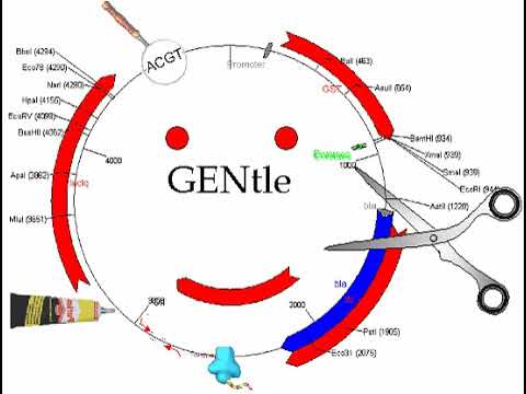 GENtle (software) | Wikipedia audio article