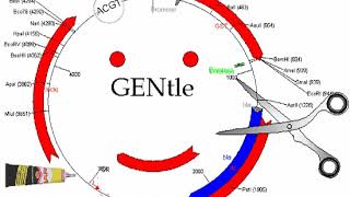 GENtle (software) | Wikipedia audio article screenshot 4
