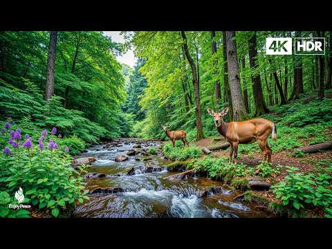 Good relaxing music to reduce stress - Music heals the heart and blood vessels
