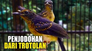 DARI TROTOL‼️perjodohan murai batu